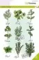 Mobile Preview: craftemotions clearstamps Herbs carla creaties