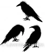 Crow Set - Clear Stamps - Lavinia